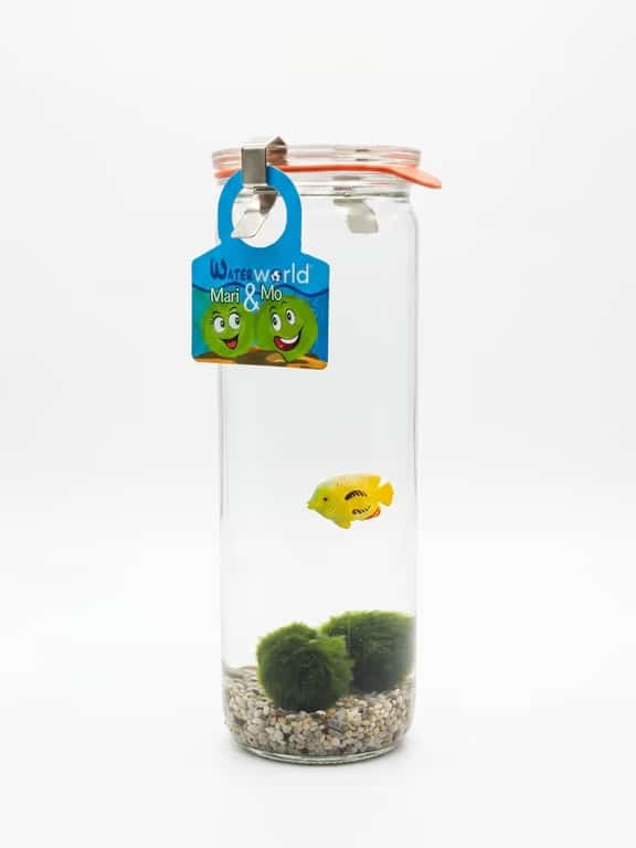 marimo