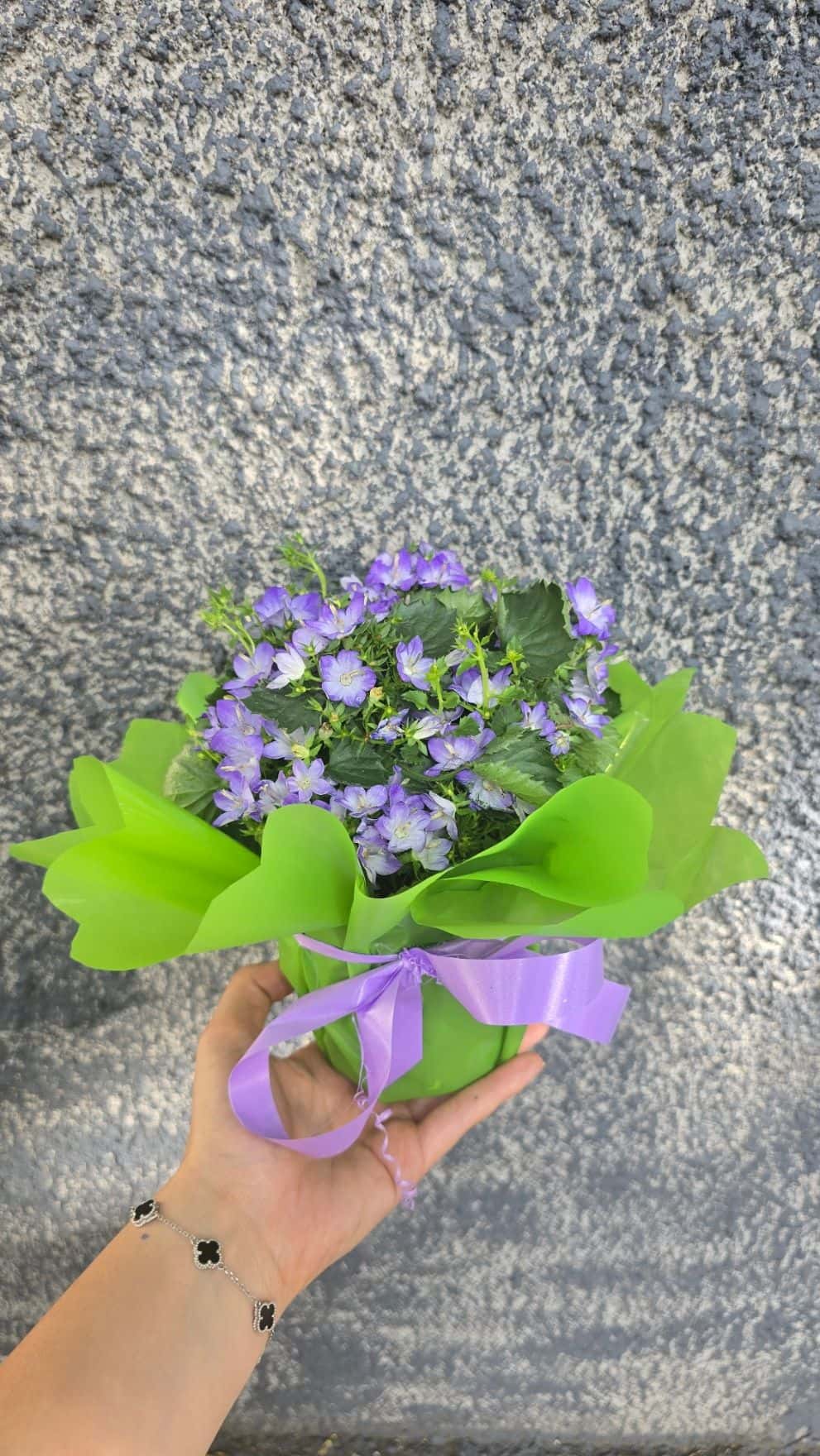 кампанюла