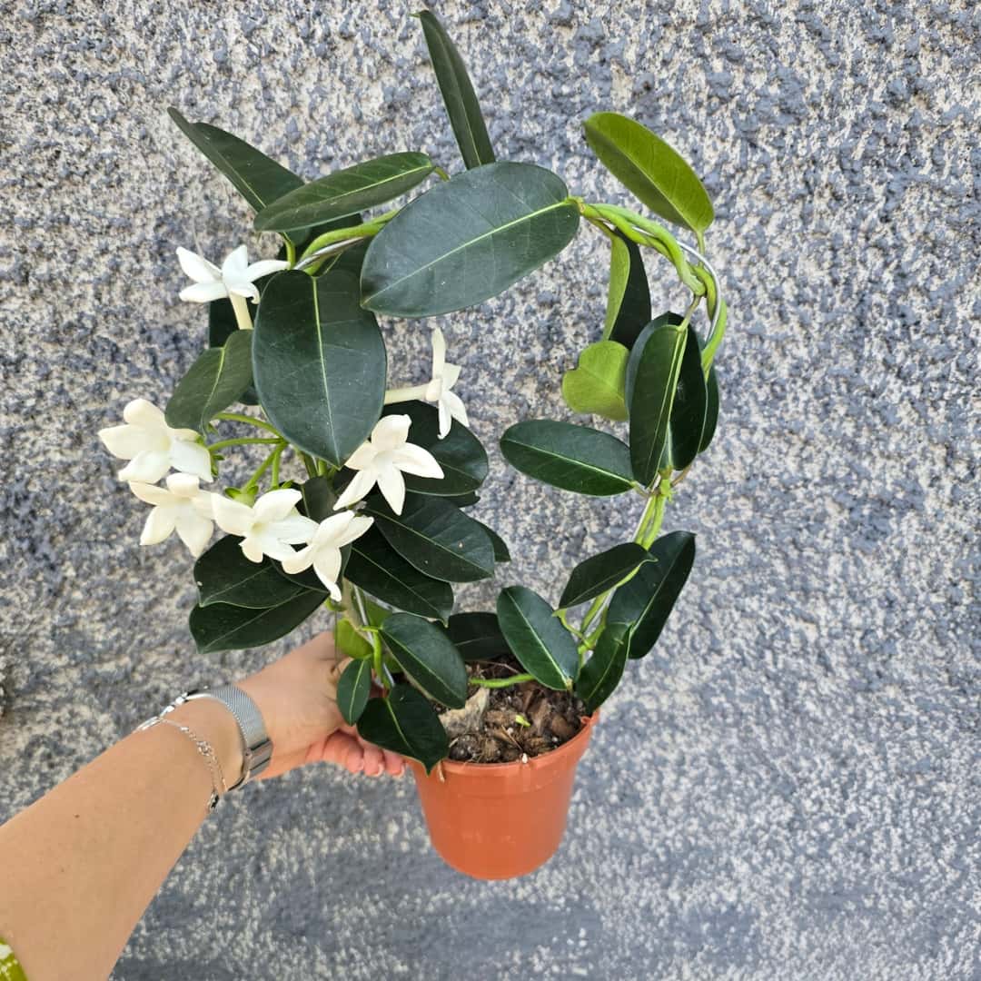 стефанотис