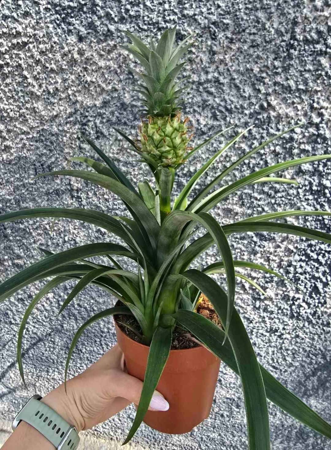 ananas