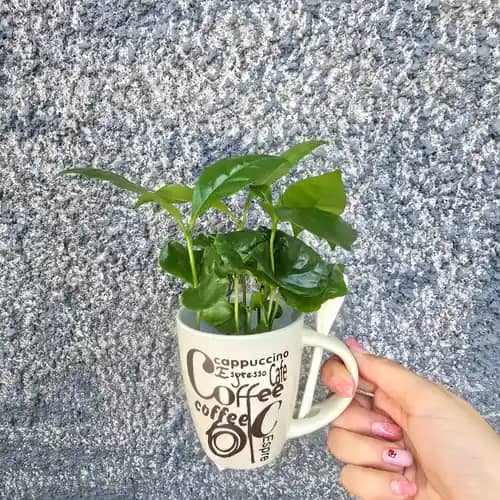 coffea arabica