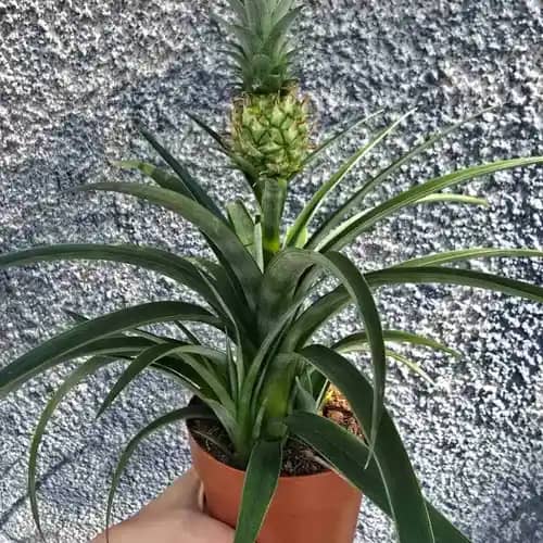 ananas