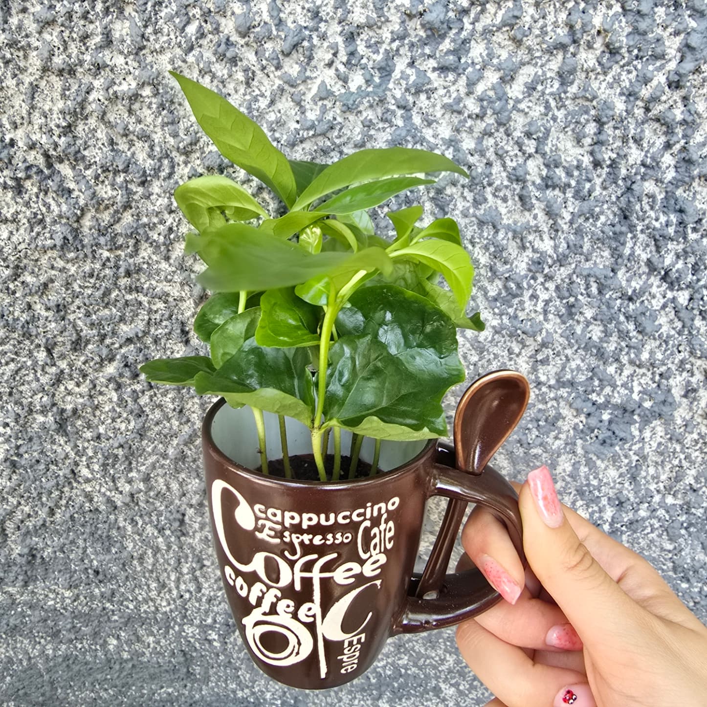 Coffea arabica (Кафе Арабика)