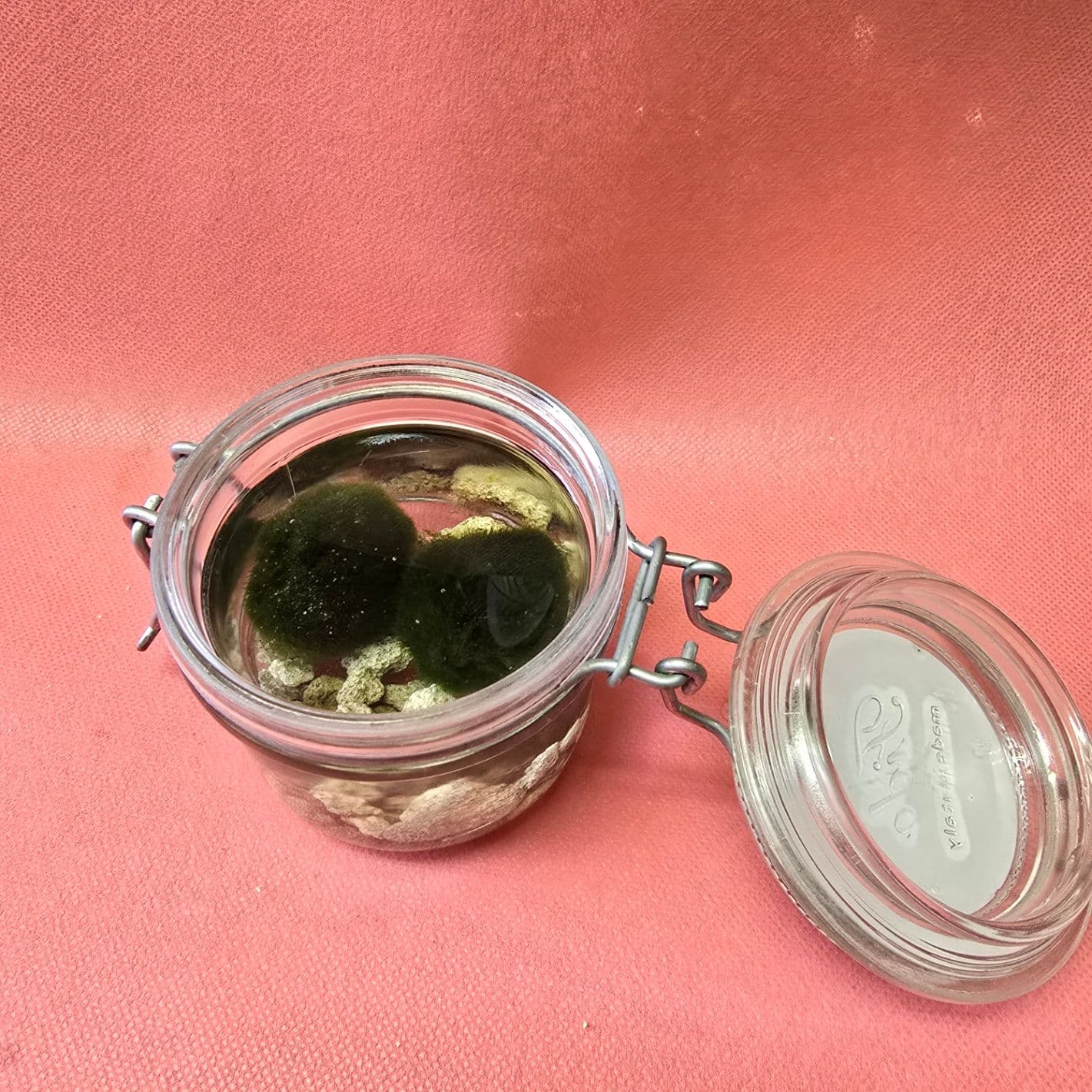 marimo