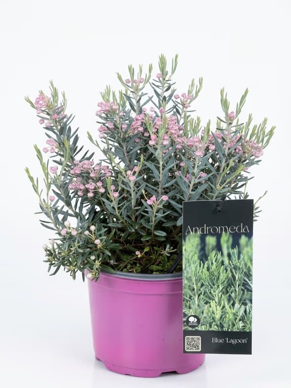 Саксия андромеда