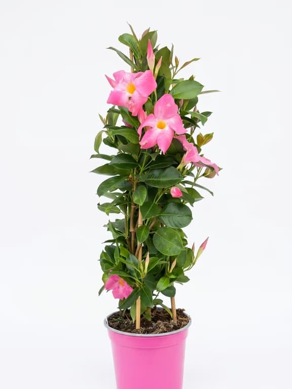 Дипладения