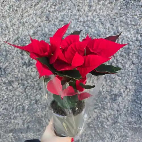 Коледна звезда в саксия