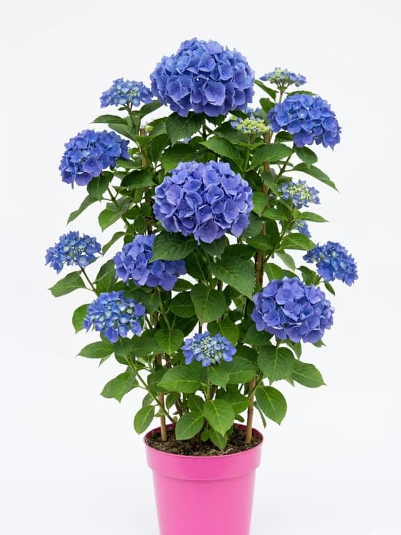 синя хортензия