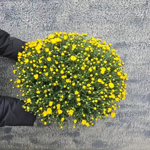 Голяма хризантема