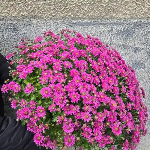 Хризантема