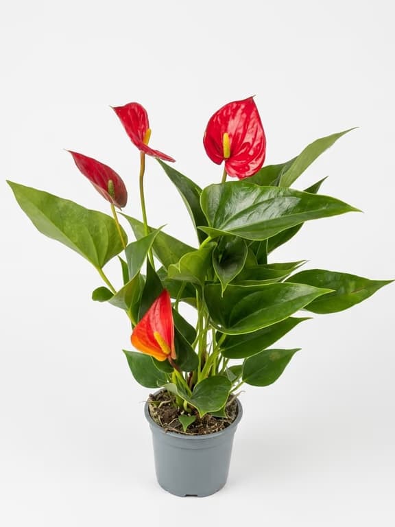 червен антуриум