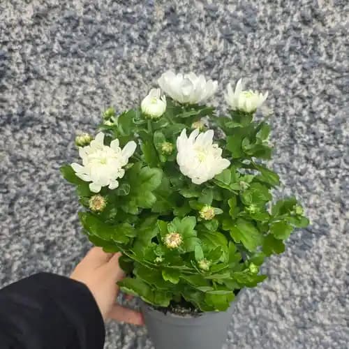 бяла малка хризантема