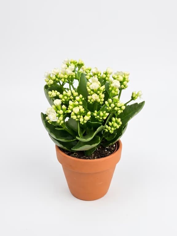 бяло каланхое