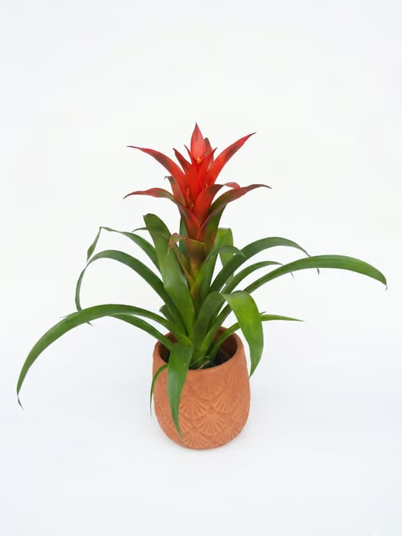 Гузмания е керамика