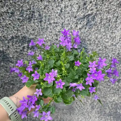 кампанюла