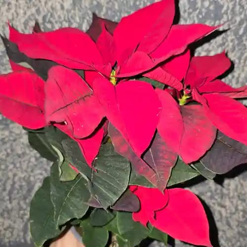 Коледна звезда в саксия