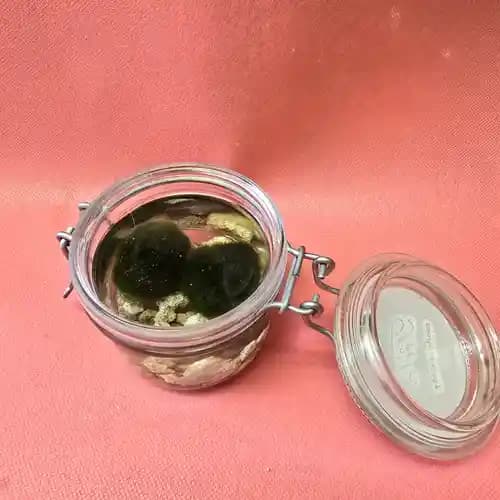 marimo