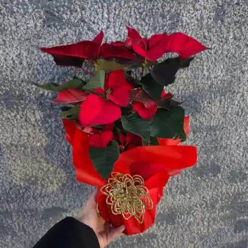 декорирана коледна звезда