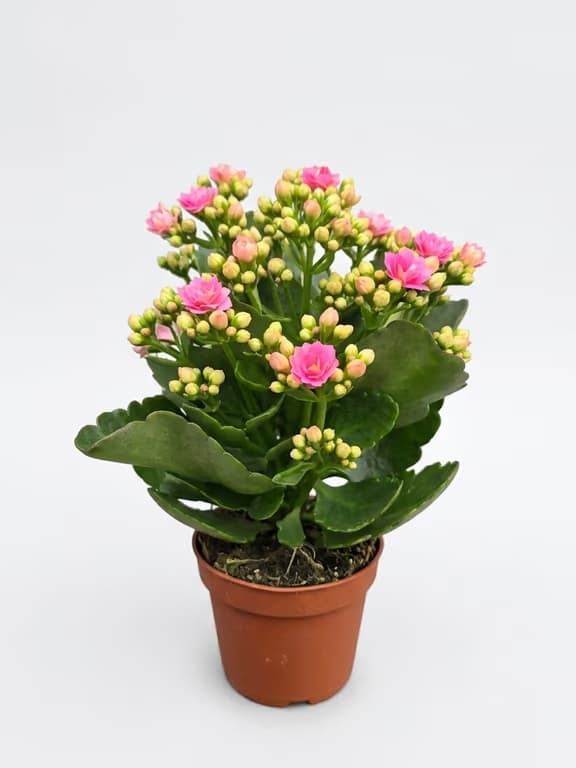 розово каланхое