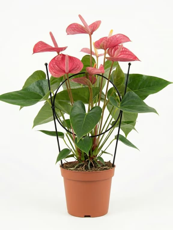 антуриум розов