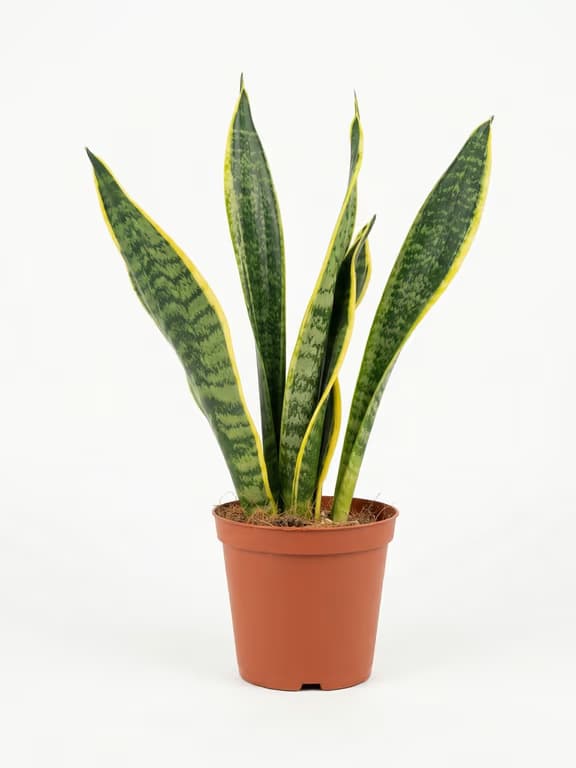 сенсевиера