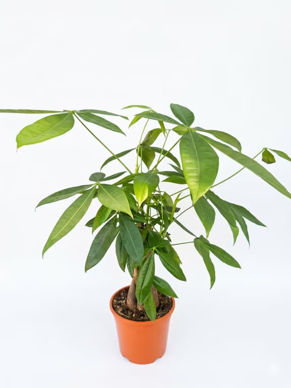 цвететто на парите