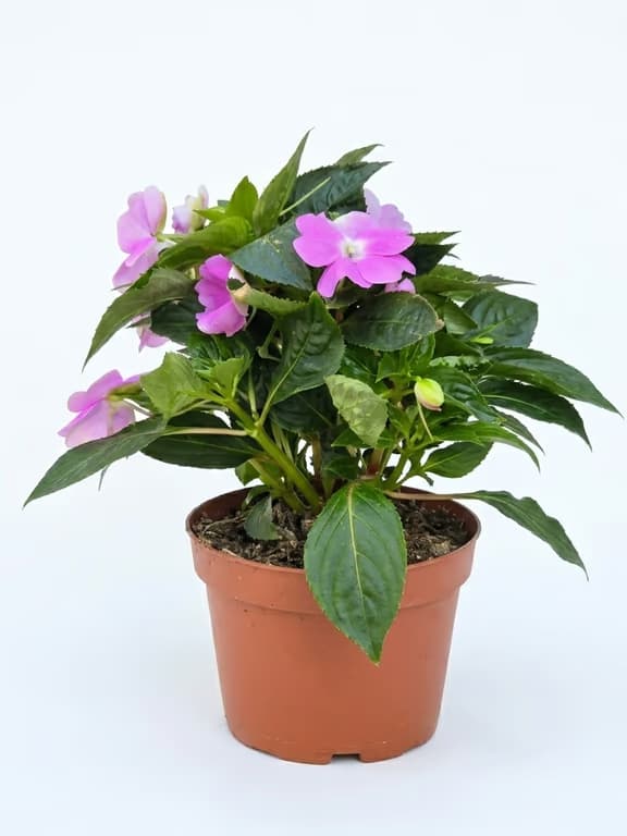 циганче цвете