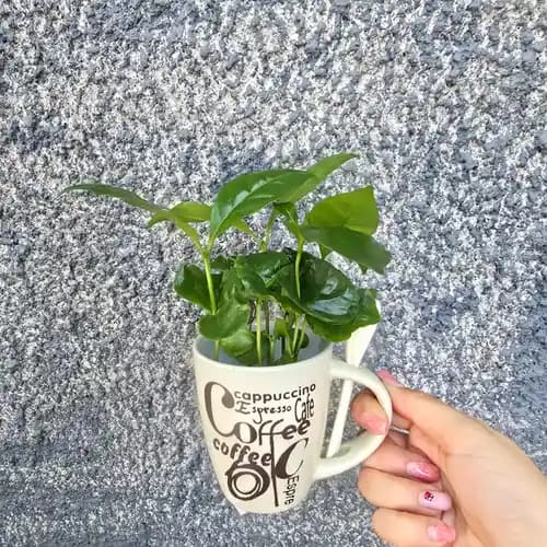 coffea arabica