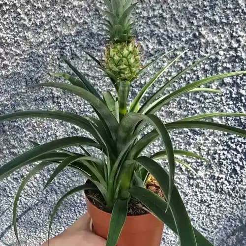ananas