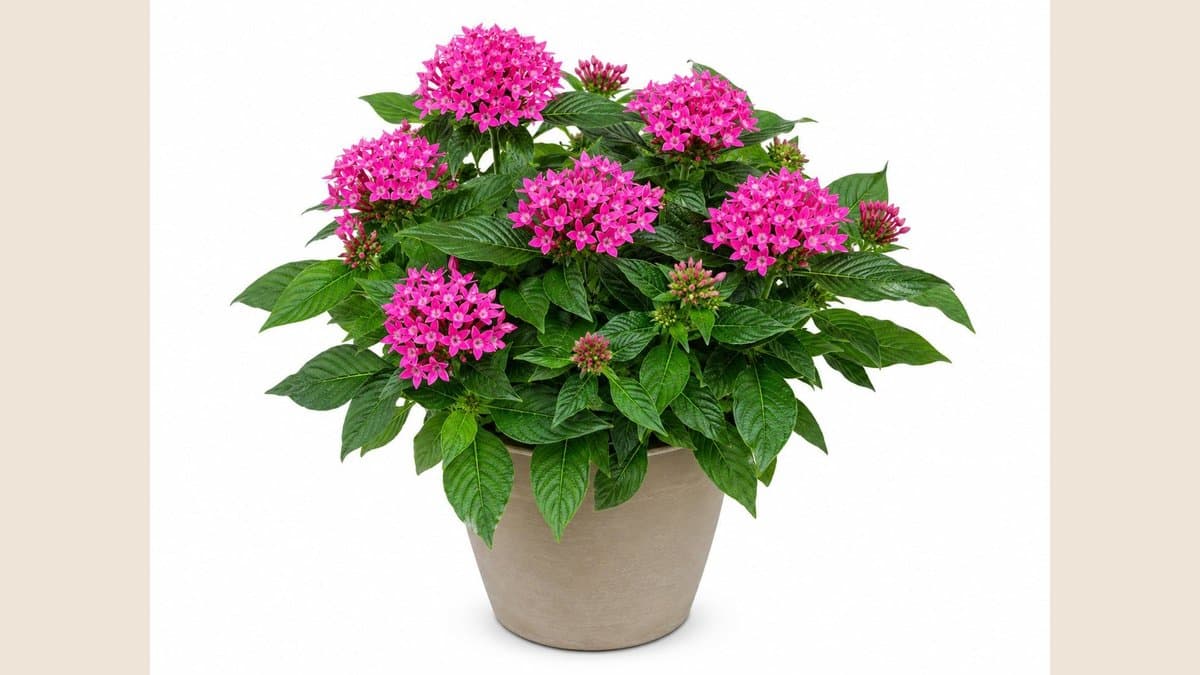 пентас