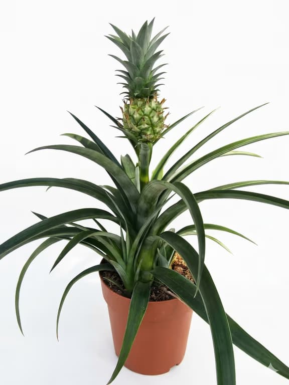 ananas
