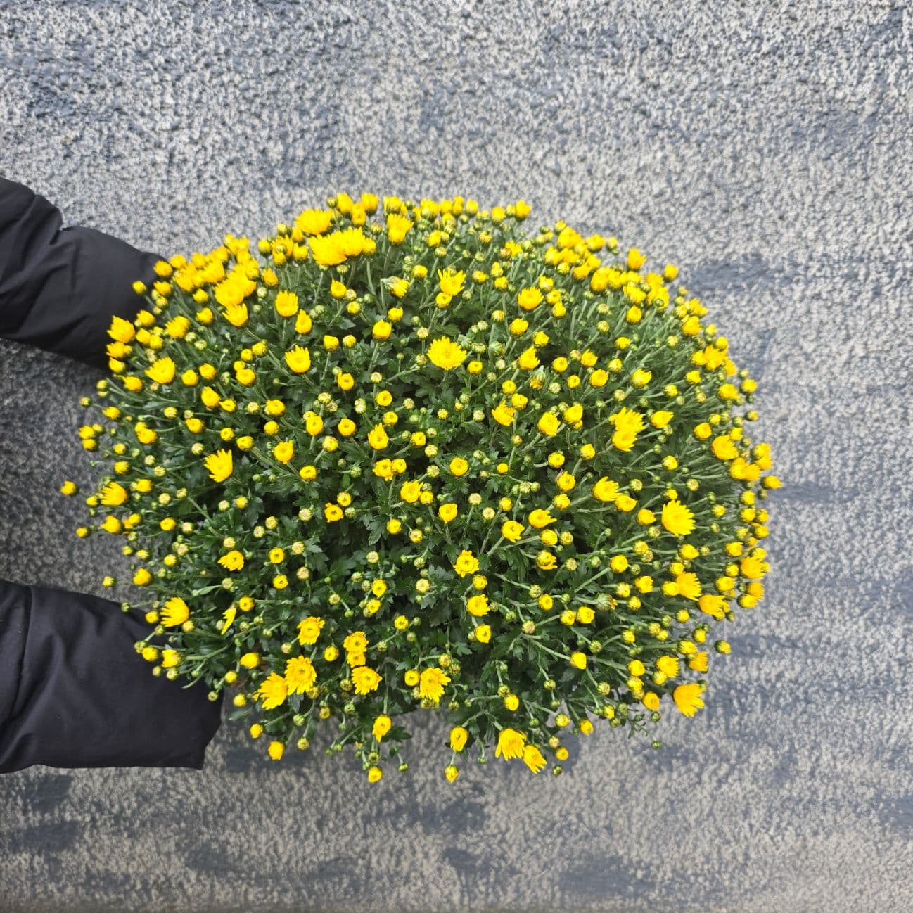 Голяма хризантема