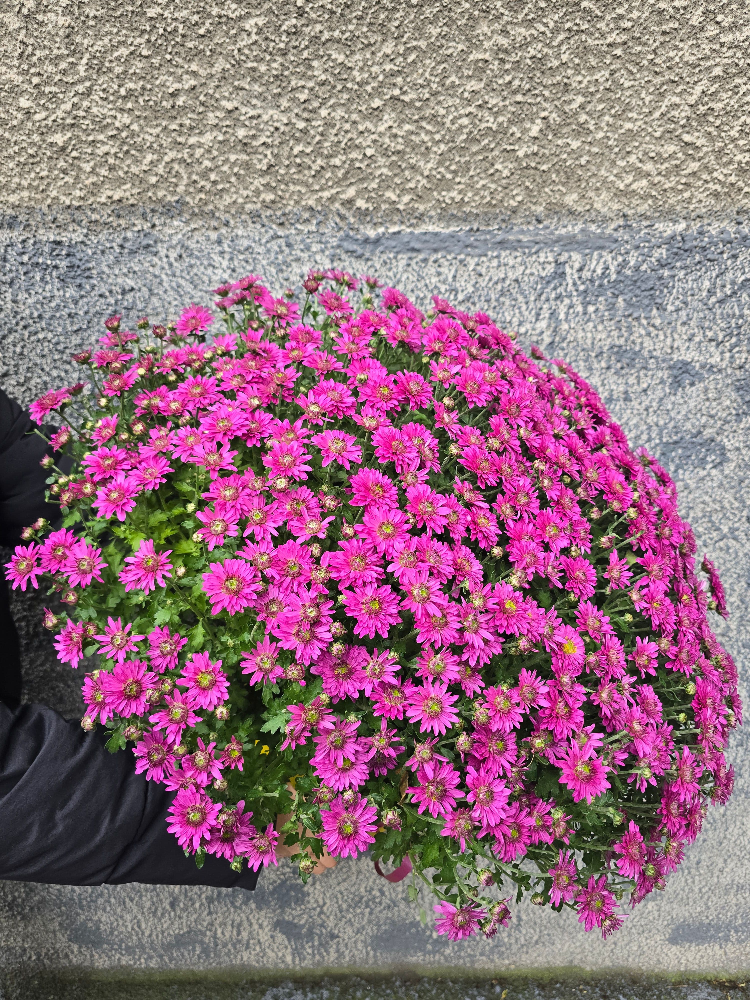 Хризантема