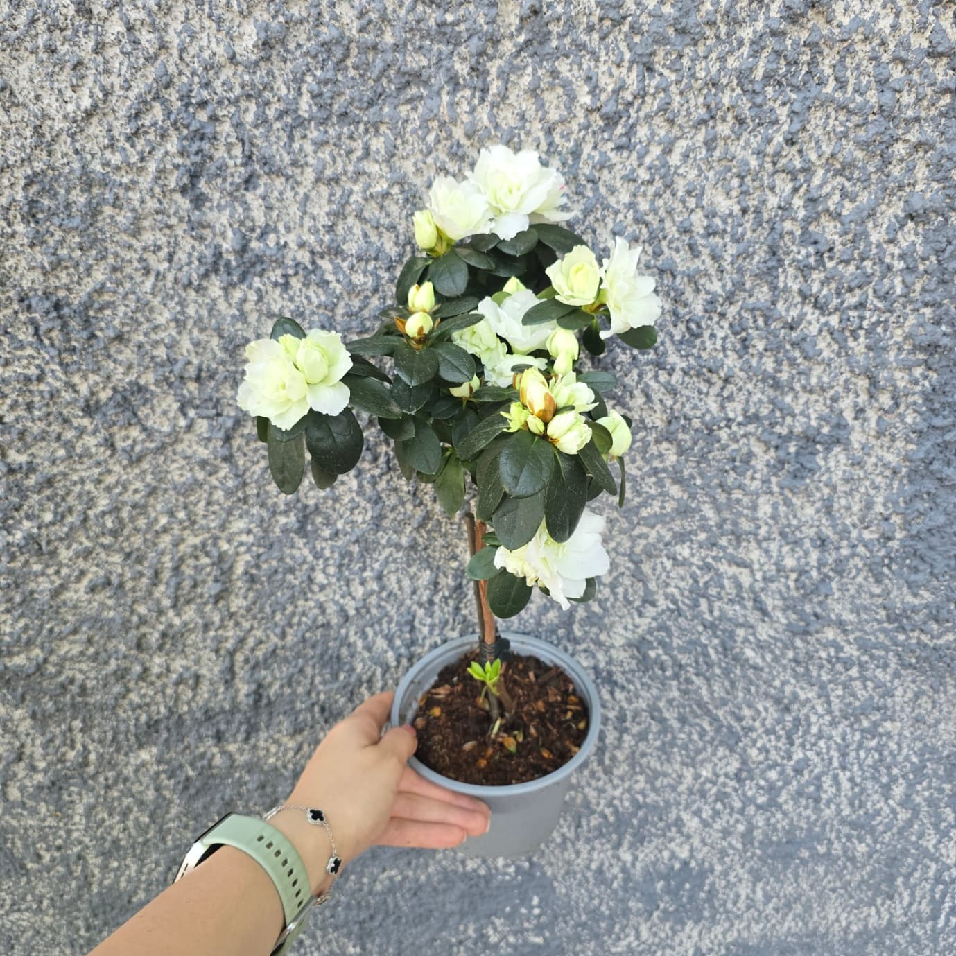 дървовидна азалия бяла