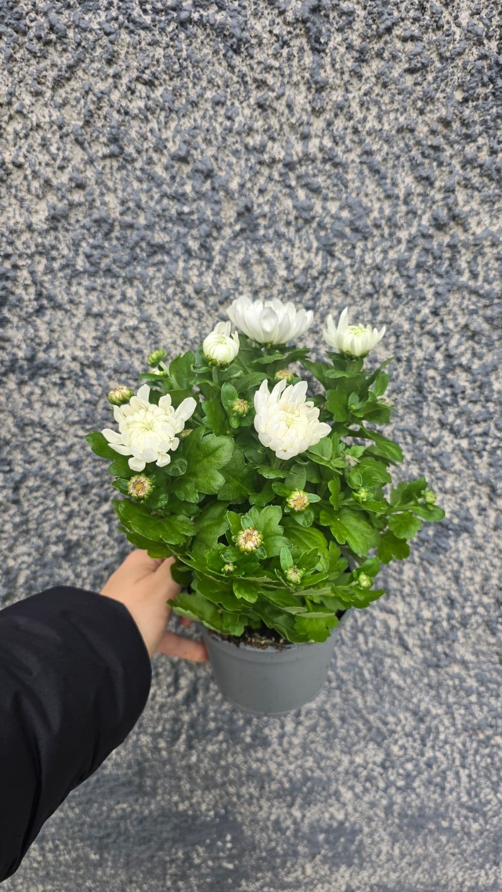 бяла малка хризантема