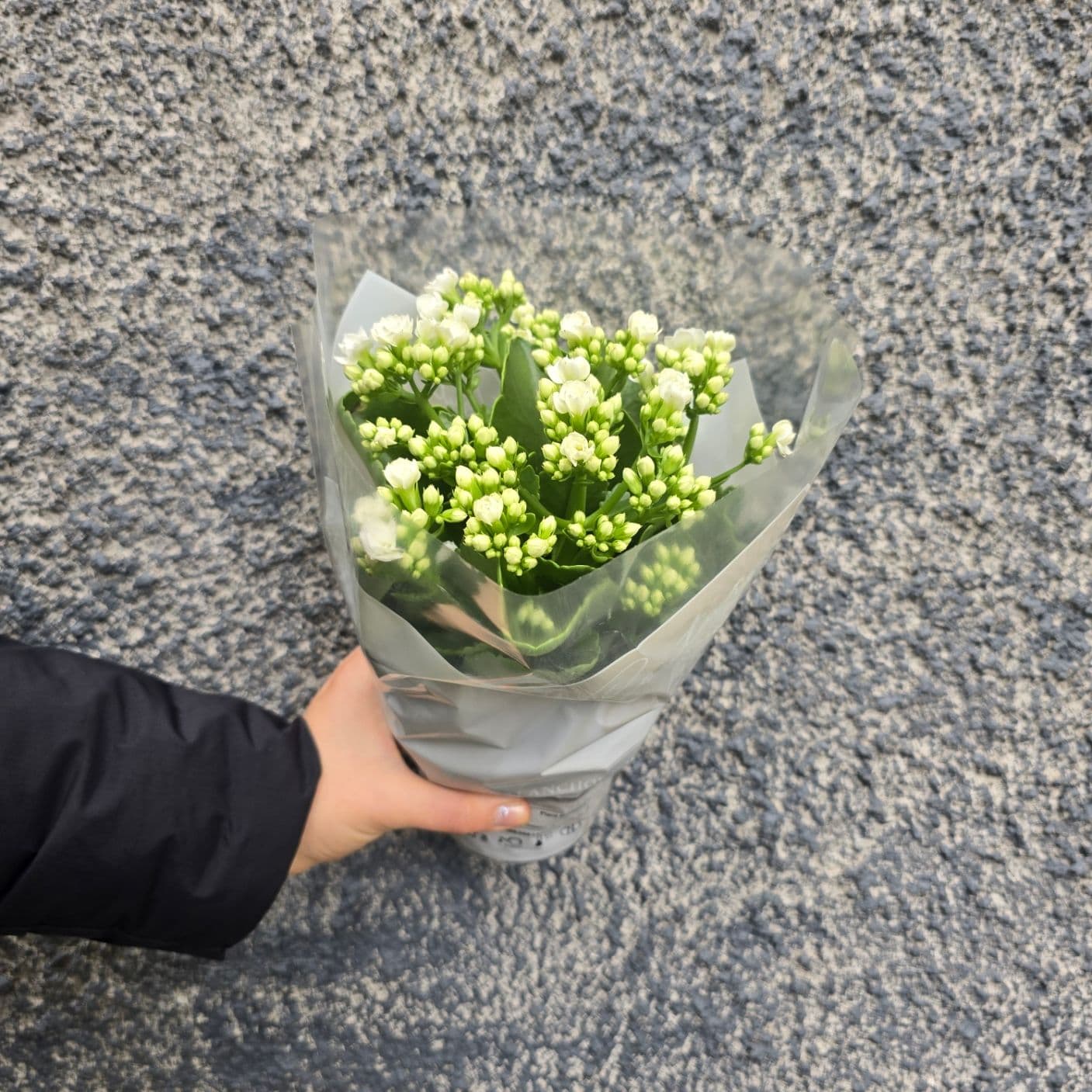 бяло каланхое