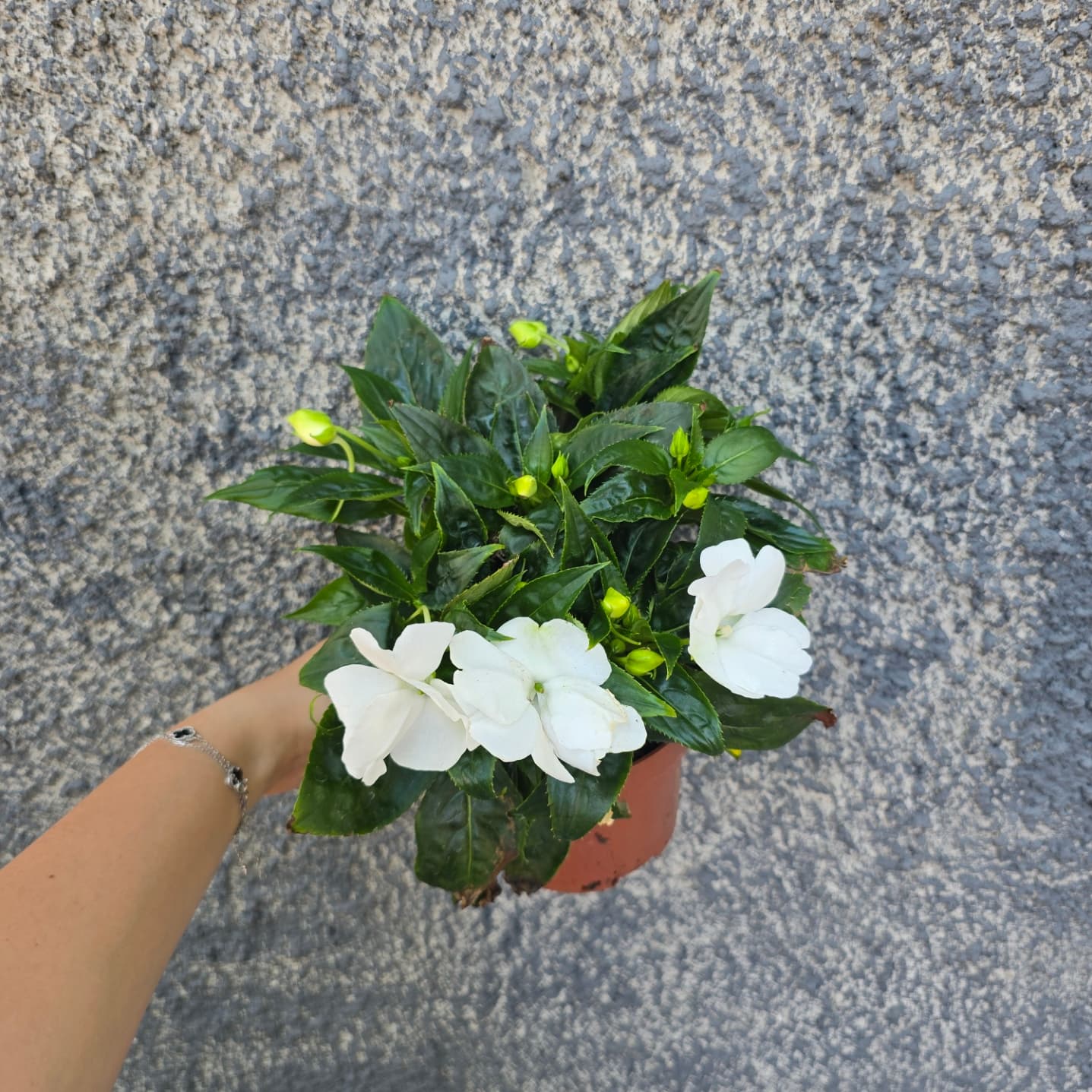 бяло циганче