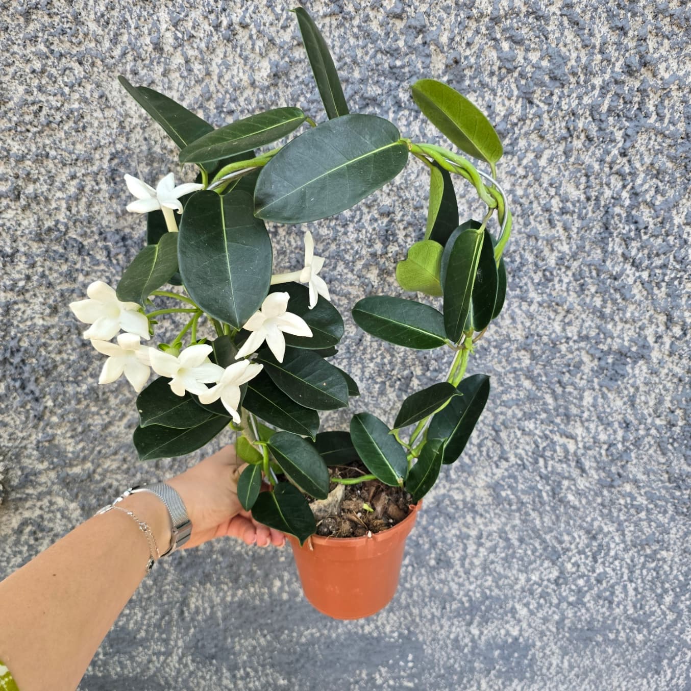стефанотис