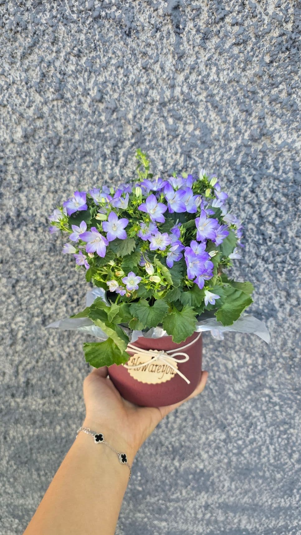 кампанюла в керамика