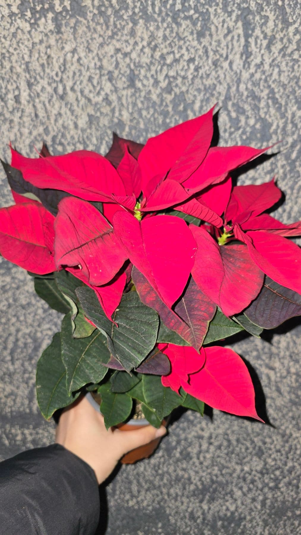 Коледна звезда в саксия