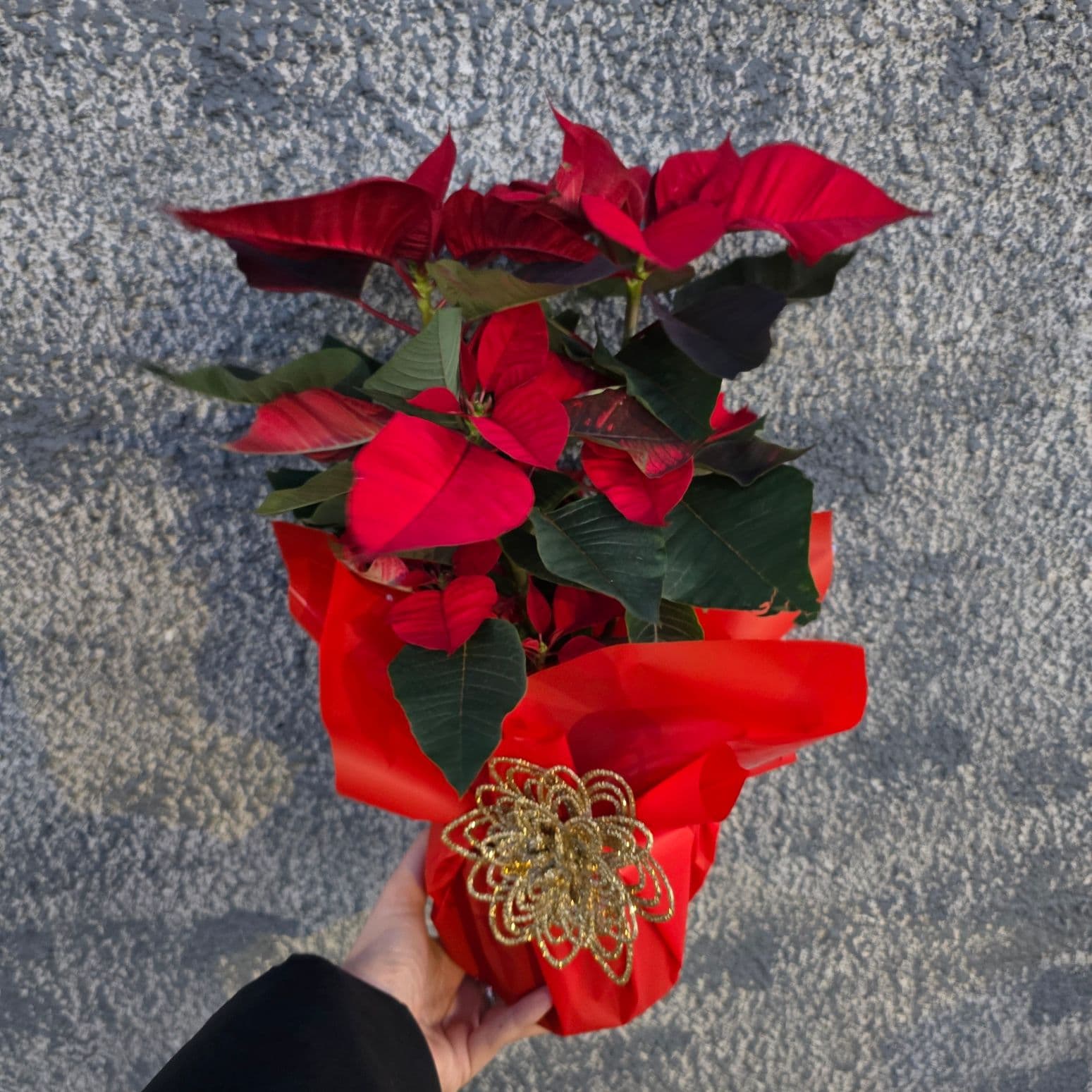 декорирана коледна звезда