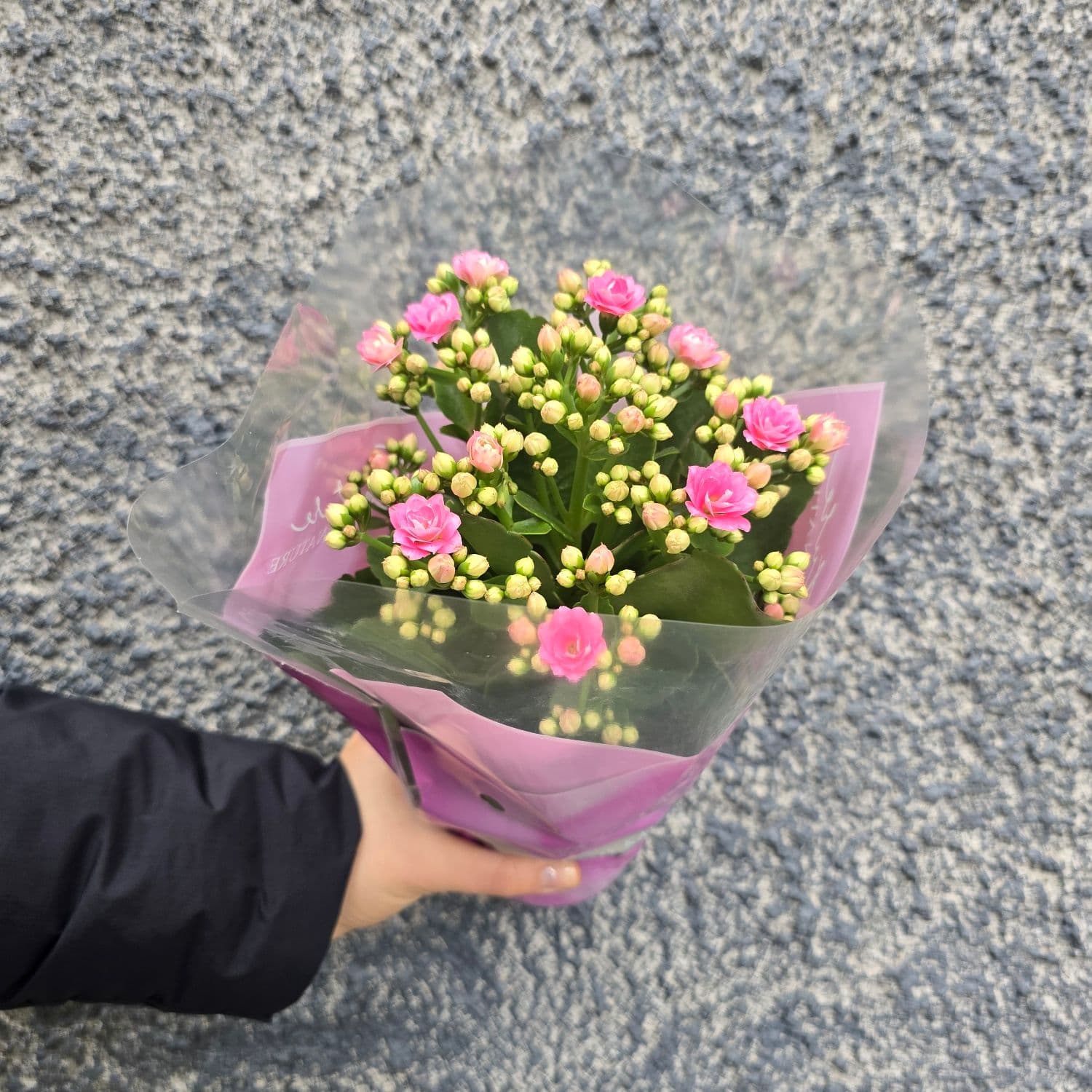 розово каланхое