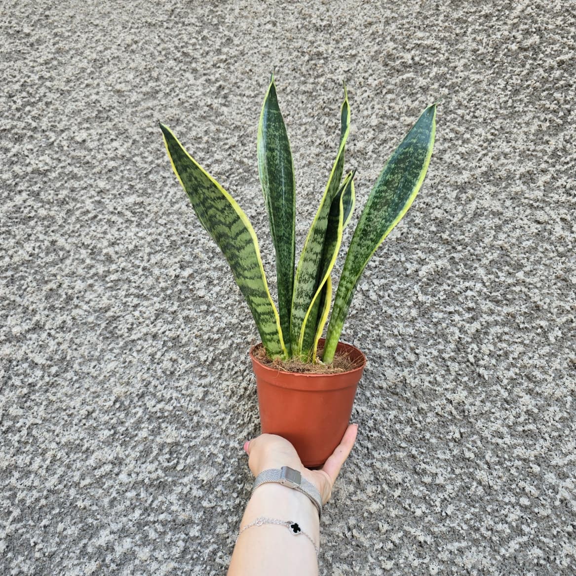 сенсевиера