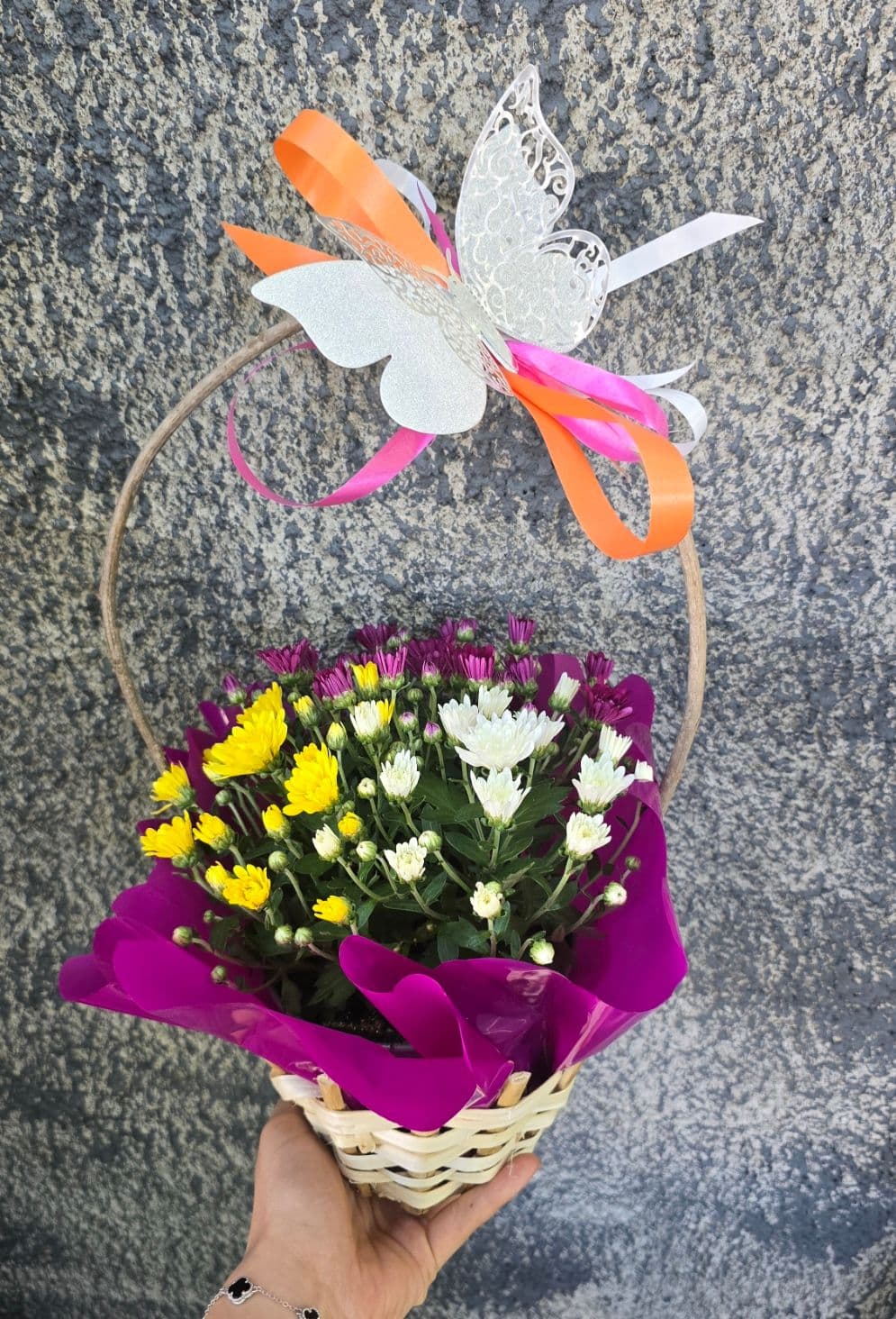 хризантема в три цвята