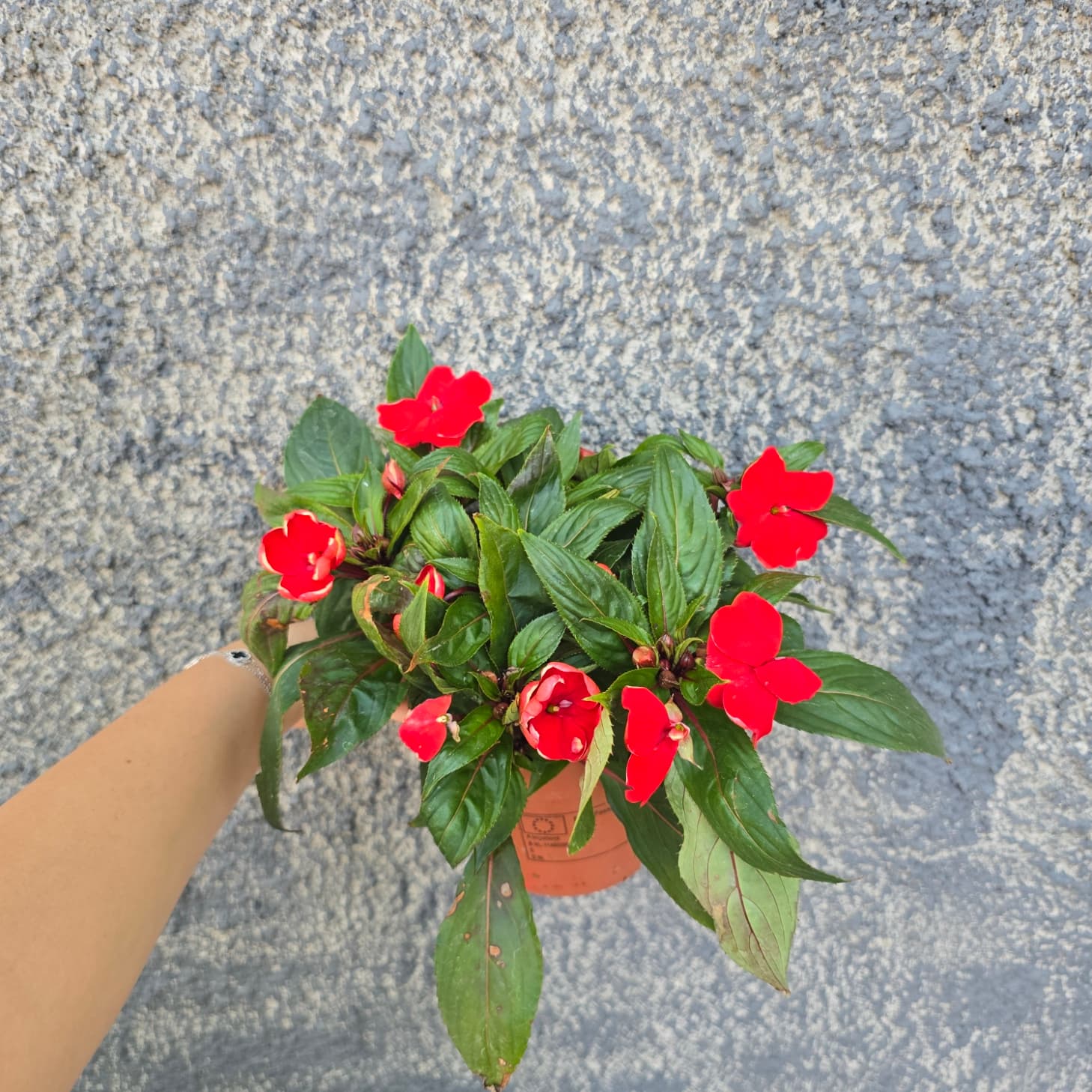 червено циганче